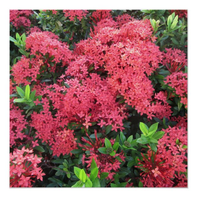 Red Ixora Cluster Poster (Front)