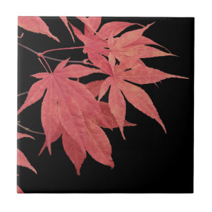 Red Japanese Maple Leaves on Black Tile
