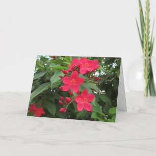 Red Jatropha Flowers Card