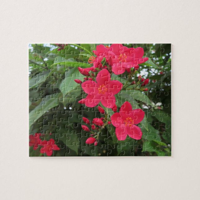 Red Jatropha Flowers Jigsaw Puzzle (Horizontal)