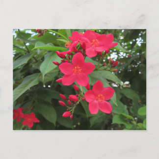 Red Jatropha Flowers Postcard