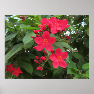 Red Jatropha Flowers Poster