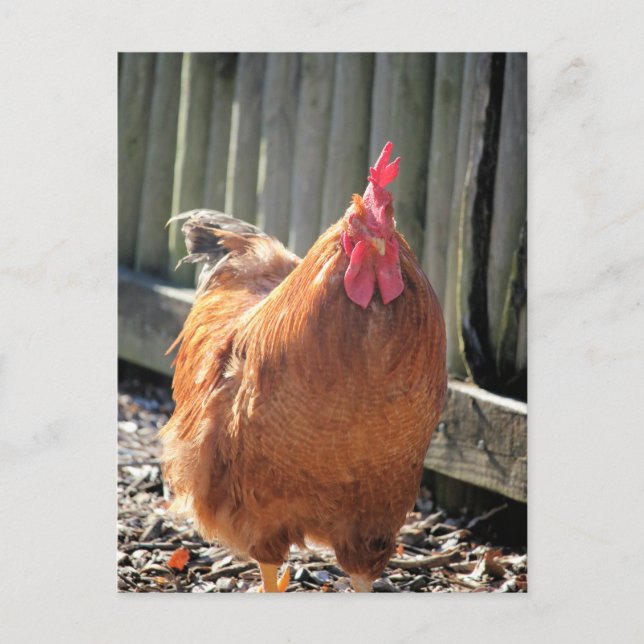 Red Jigsaw Postcard (Front)