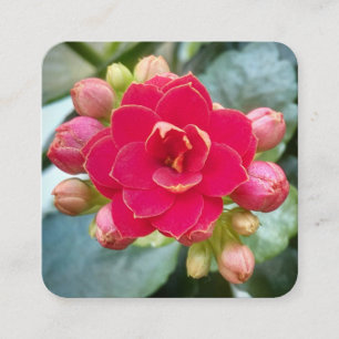 Red Kalanchoe Flower Square Business Card