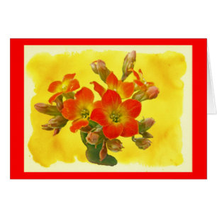 Red Kalanchoe - Succulent Sunshine