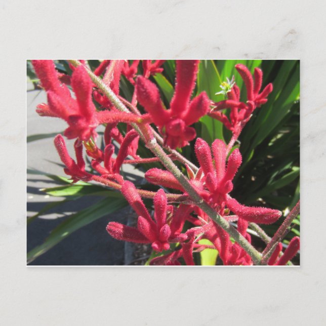 Red Kangaroo Paw Postcard (Front)