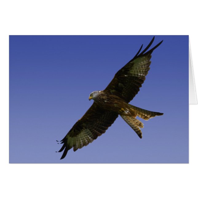 Red Kite  1 (Front Horizontal)