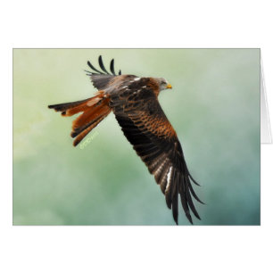 Red Kite in Flight