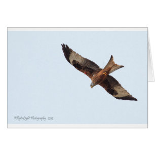Red Kite In Sky