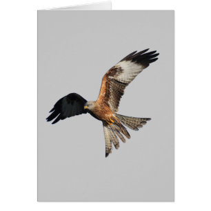 Red Kite - Milvus milvus