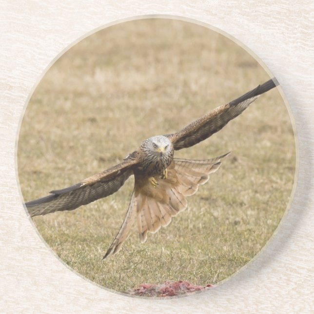 Red Kite (Milvus Milvus) Coaster (Front)