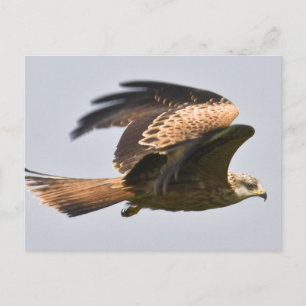 Red Kite Postcard