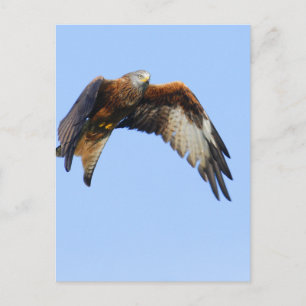 Red Kite Postcard
