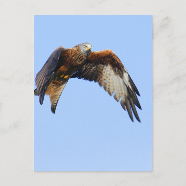 Red Kite Postcard (Front)