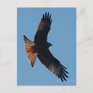 Red Kite Postcard