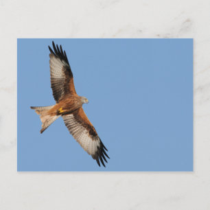 Red Kite Postcard