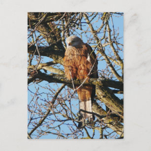 Red Kite Postcard