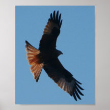 Red Kite Poster
