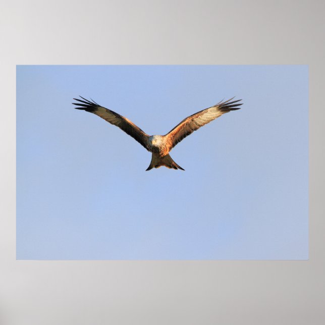 Red Kite Print (Front)