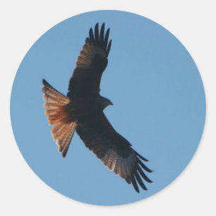 Red Kite Sticker