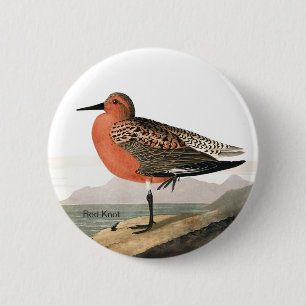 Red Knot by Audubon, Sandpiper Birdwatcher, Bird 6 Cm Round Badge