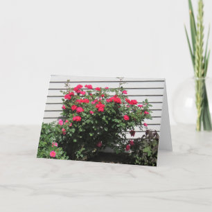 Red Kordes Kardinal Rose Card