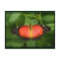 Red Lacewing