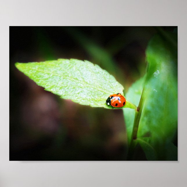 Red Lady Bug Close Up in Nature Photography Poster (Front)