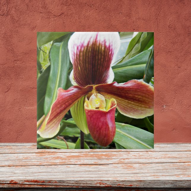 Red Lady Slipper Orchid Floral Tile (In Situ)