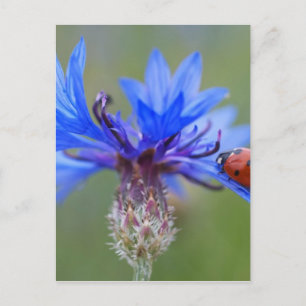 Red Ladybird Beetle Blue Cornflower Postcard