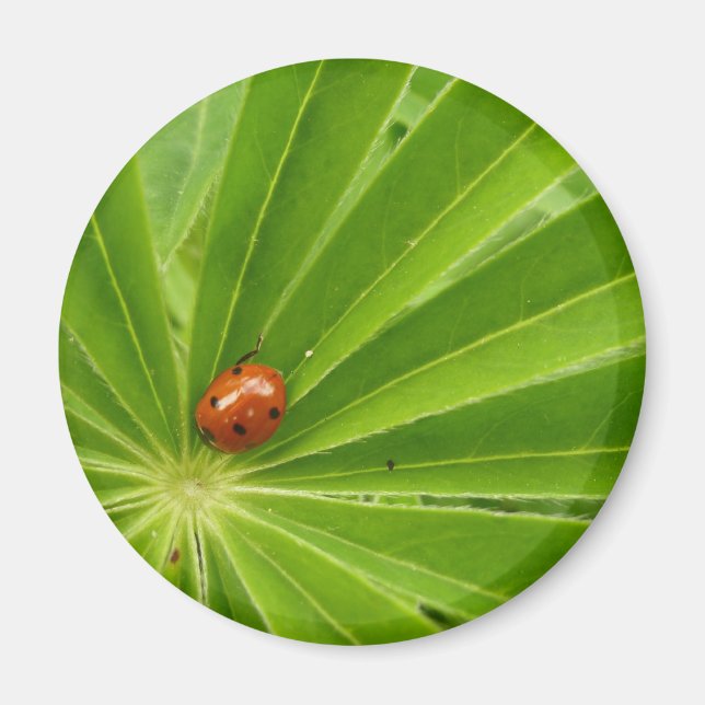 Red Ladybird on Lupin Leaf Magnet (Front)