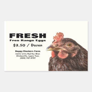 Red Laying Hen Chicken Photo Rectangular Sticker