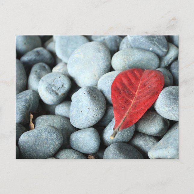 Red leaf and stones postcard (Front)