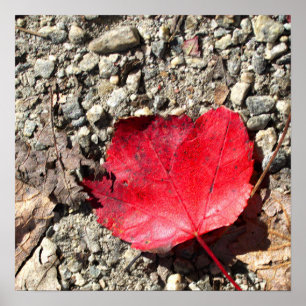Red Leaf Photo Poster