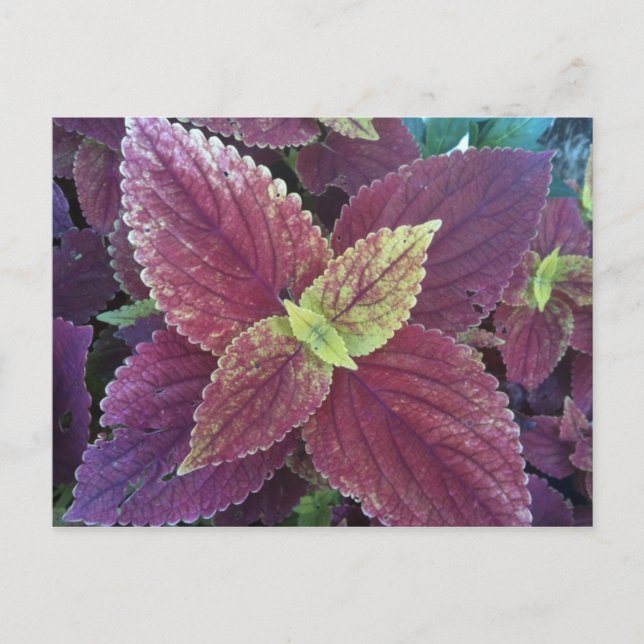 Red Leaf Plant Postcard (Front)