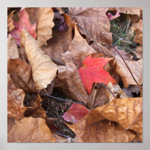 Red Leaf Poster