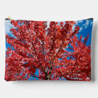 Red Leaf Tree In Fall