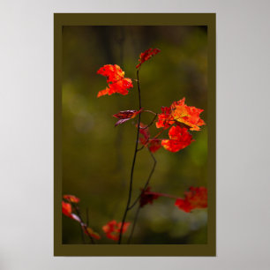 Red Leaves and Branches Poster