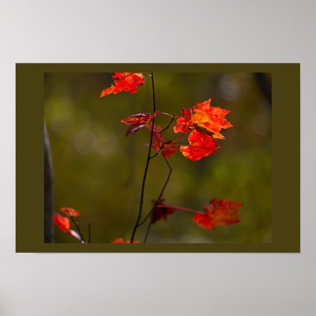 Red Leaves and Branches Poster (Front)