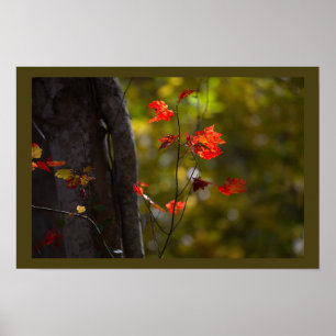 Red Leaves and Branches Poster