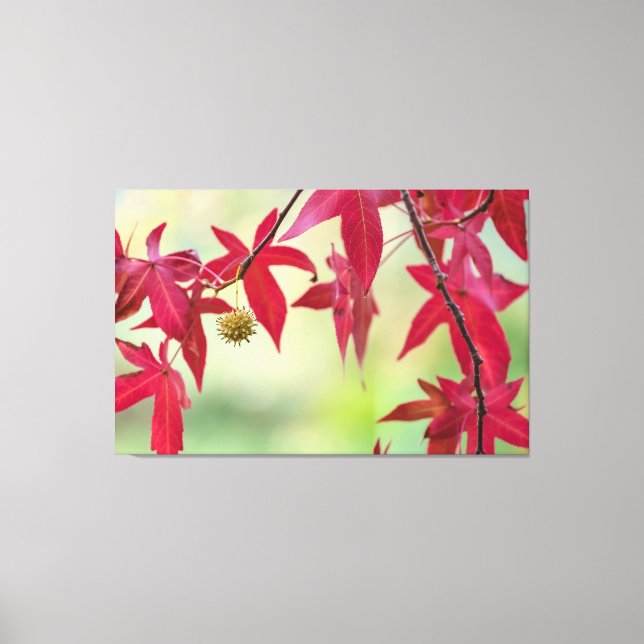 Red Leaves Canvas Print (Front)