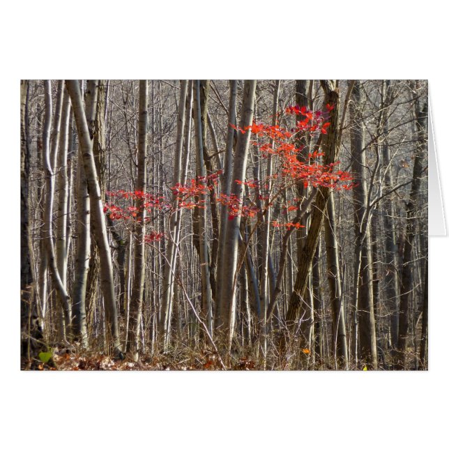 Red Leaves in Forest (Front Horizontal)