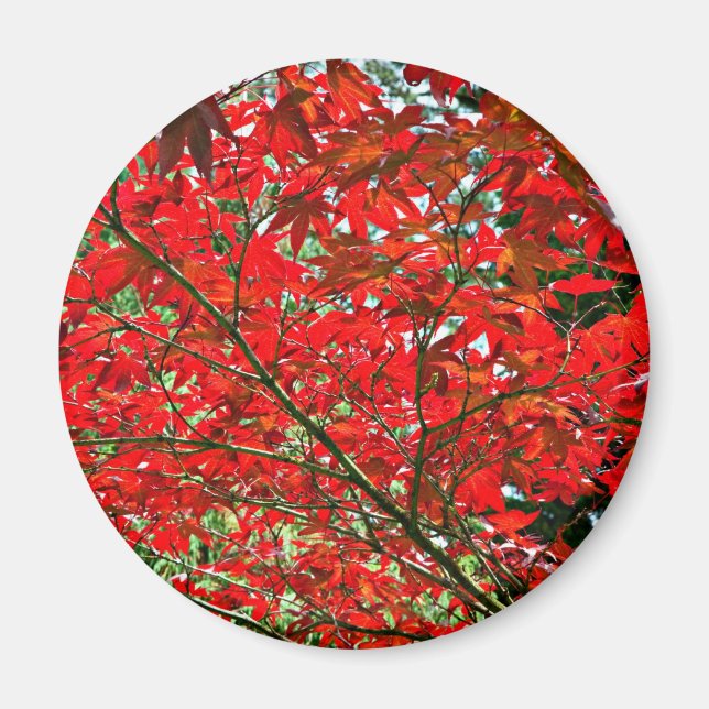 Red leaves magnet (Front)
