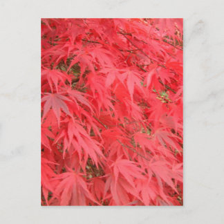 Red Leaves Postcard