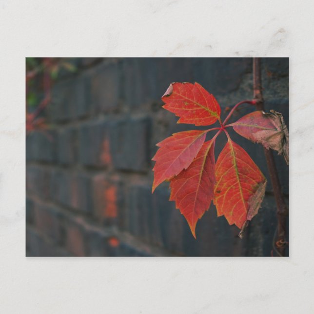 Red Leaves Postcard (Front)