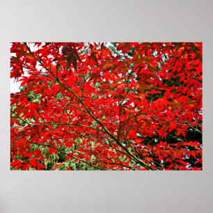 Red leaves poster