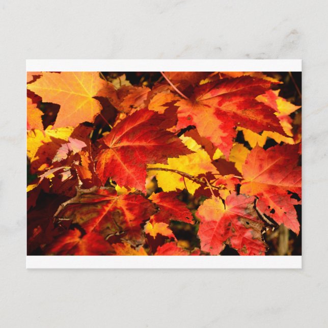 Red leaves yellow leaves golden autumn leaves  postcard (Front)