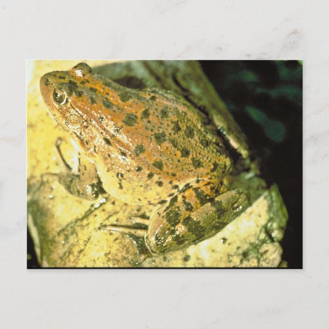 Red legged frog postcard (Front)