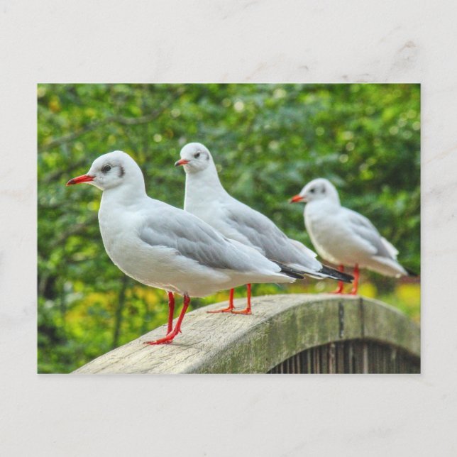 Red Legged Kittiwakes Postcard (Front)