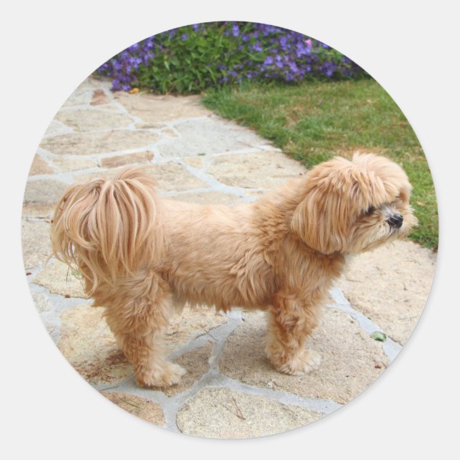 Red Lhasa Apso dog Classic Round Sticker (Front)